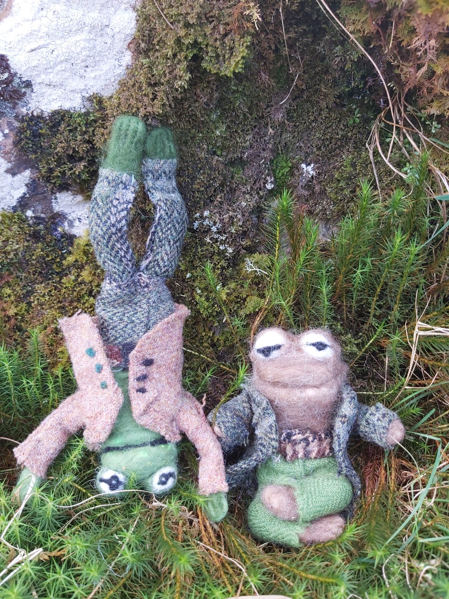 Frogs dressed in Harris Tweed!
