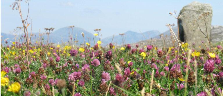 Machair summer flowers
